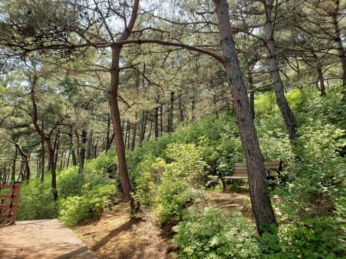 A bench among the bushes and trees near a clearing along the boardwalk