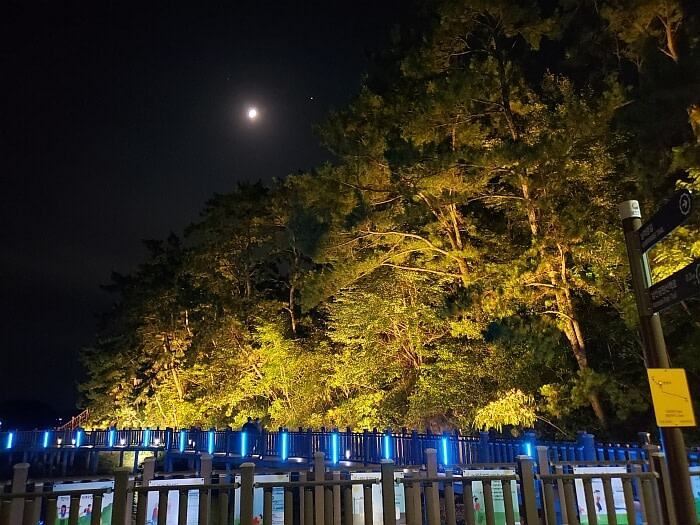 Blue lights along the boardwalk along the trees and water with a bright moon shining overhead
