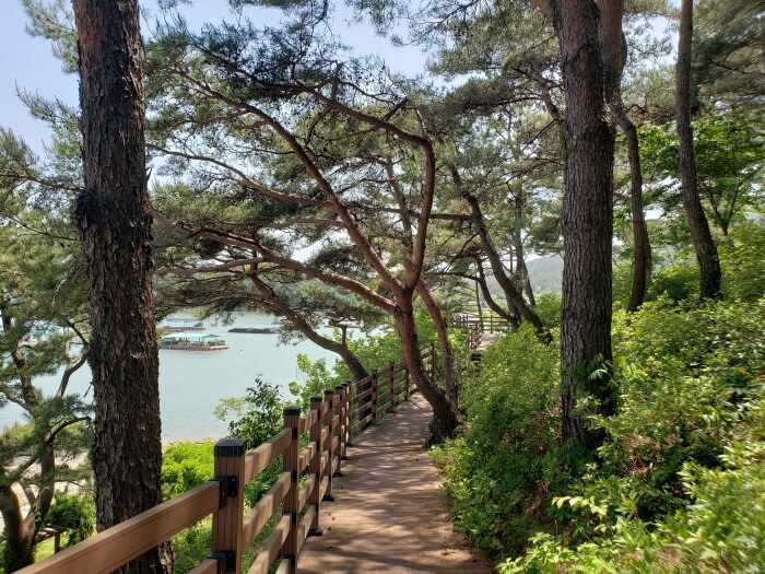 Boardwalk going around the island perimeter through the trees above the beach