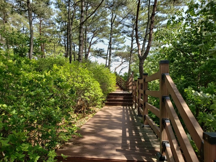 A boardwalk around the perimeter of the island with some stairs leading up the hill through the trees