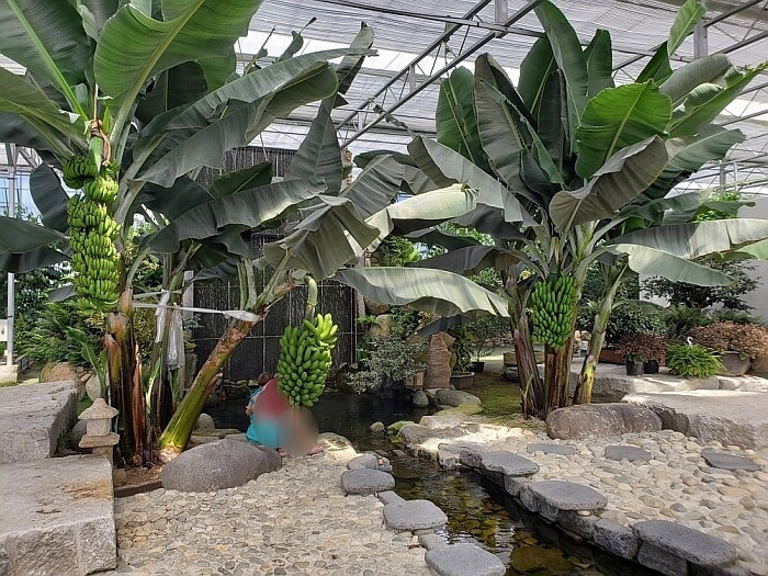 Clusters of bananas growing near an area of cold water along rocks
