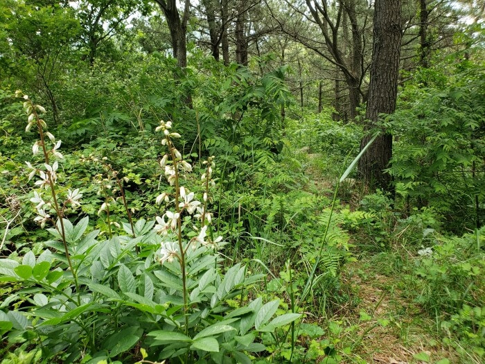 White flowers growing along the side of a narrow trail