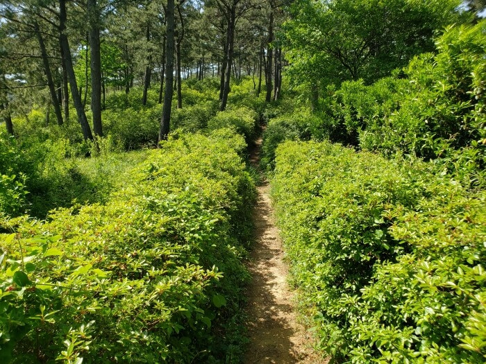 A narrow dirt path through the bushes and trees