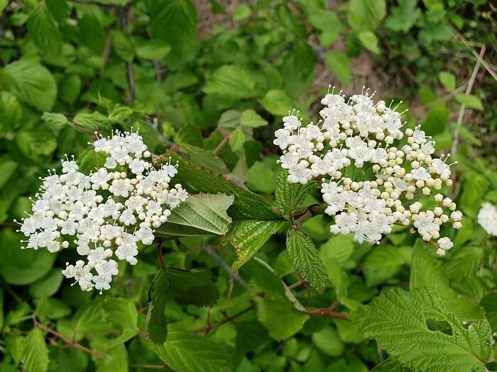 A pair of white flower clusters with small balls scattered inside