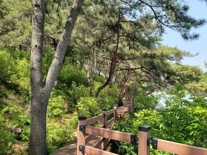 A wooden boardwalk along the island near the trees