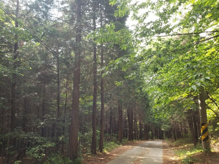 Sun shining through cypress trees along a paved road