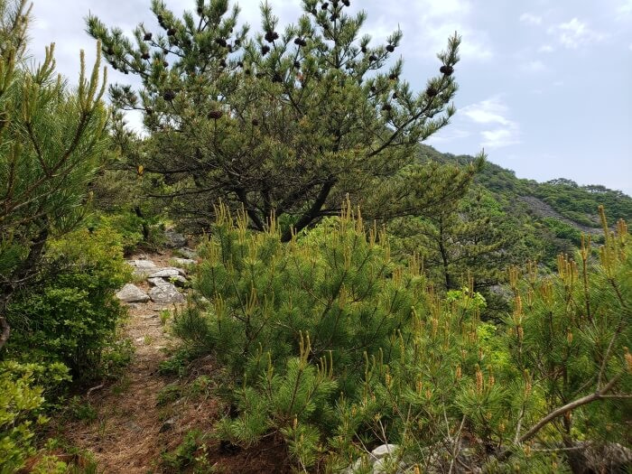 Ridge not far from Byeogbangsan Peak with some pines and rocks