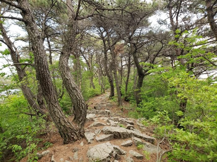 A path littered with rocks and pine trees