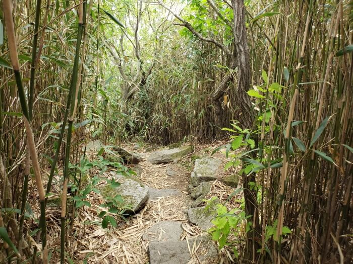 A rocky path through bamboo