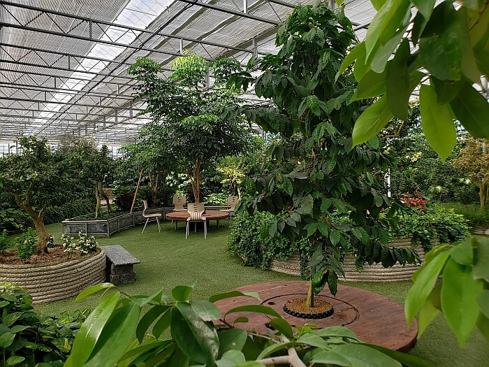 Seating among the coffee plants and other trees and growth in the greenhouse