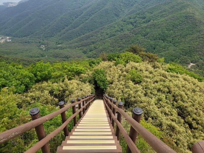 A steep set of stairs with wooden handrails leading down into a cluster of bamboo