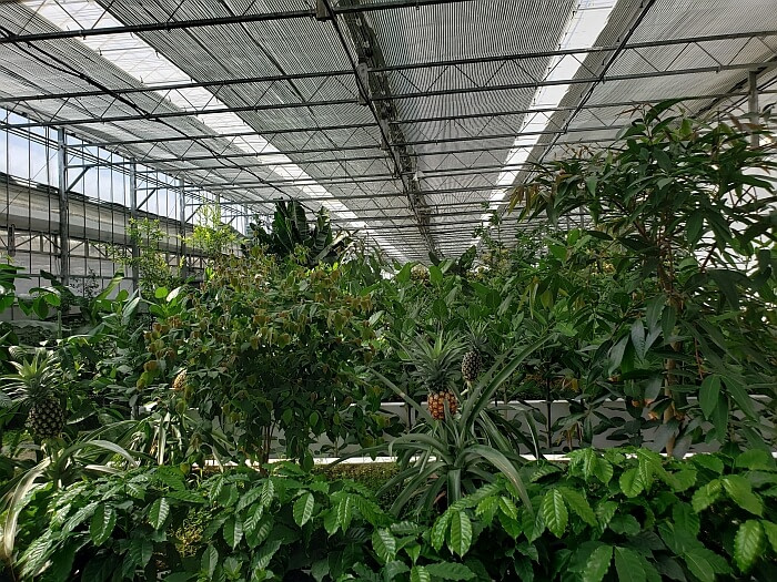 Pineapple and other subtropical fruits growing in the greenhouse