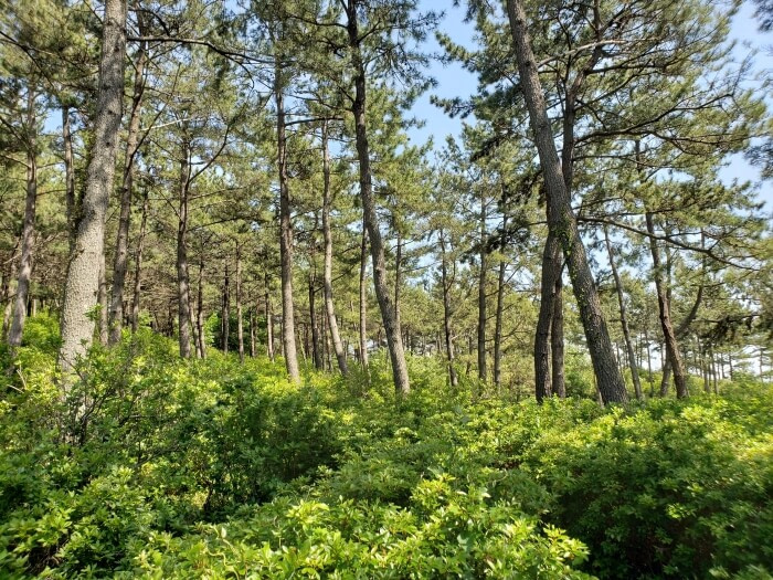 Thick bushes and trees growing along the base of the island