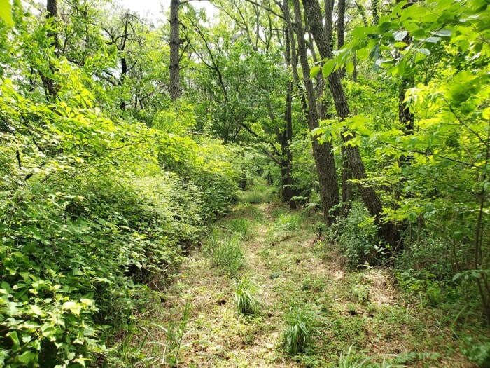 A path, wider than before, with bushes on both sides and some grass growing over the path