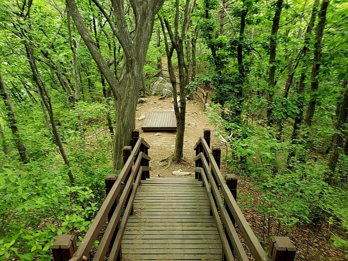 Wooden stairs leading down to a platform in a small clearing in the trees