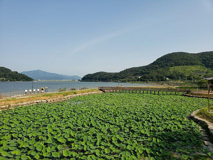 An area full of green lotus leaves above the water in a sheltered section off the main reservoir