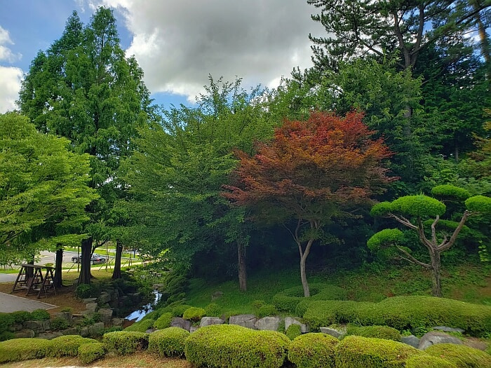 A bunch of trees behind some swinging benches