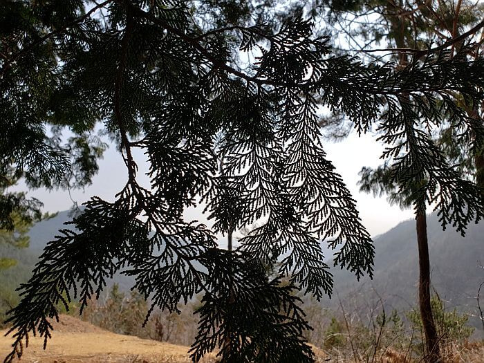 A closeup of the needles of the cypress tree with a mountainous background
