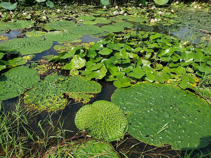 Some large lily pads with a bumpy surface