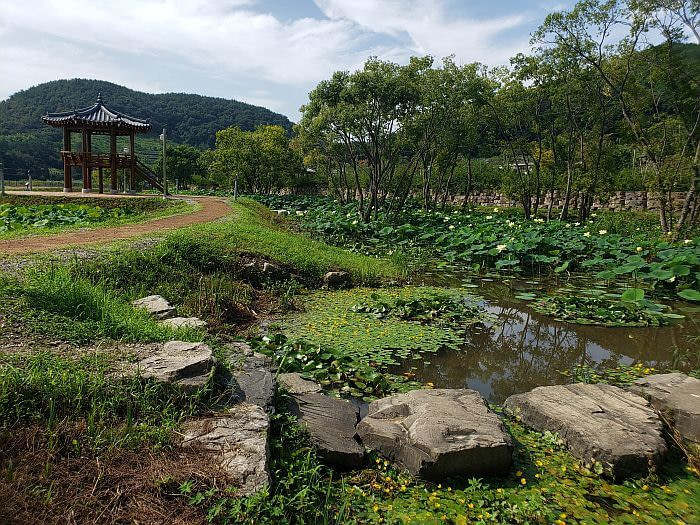 Large rocks among lily and lotus plants and flowers