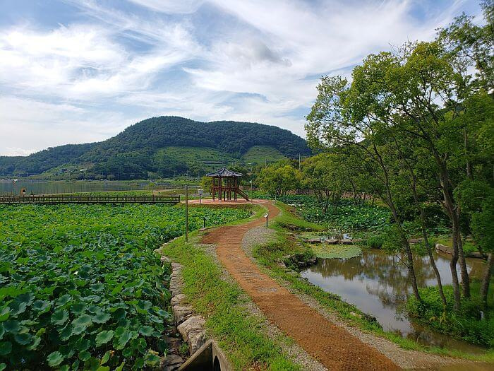 Path to a gazebo between lotus and lily ponds at Daega Reservoir