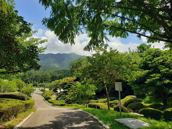 A paved path leading down a hill between bushes and trees nicely landscaped with a mountain in the background