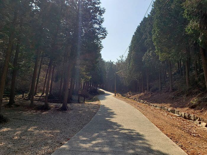 A paved path through cypress trees