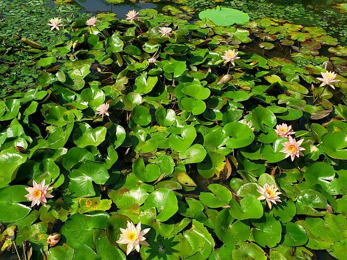 A cluster of pink lily flowers