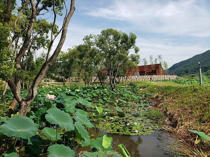 A pink lotus flower and trees in the pond with steel structures in the background