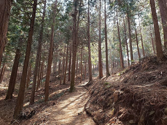 Sunlight shining through cypress trees casting shadows along a path at Galmobong Forest