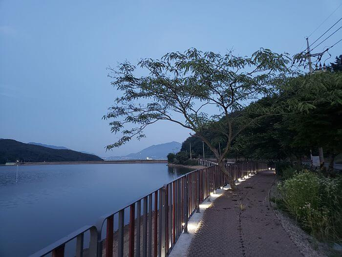 A tree growing through a boardwalk bordered by lights along calm water at dusk