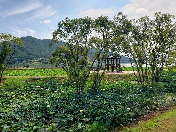 Trees growing from blooming yellow lotus and lily pond with mountainous background
