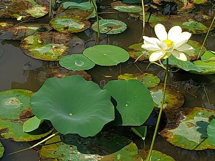 A baby turtle next to a white lotus flower