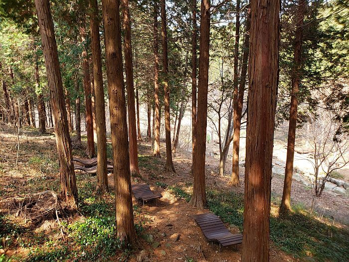 Wooden beds among cypress trees