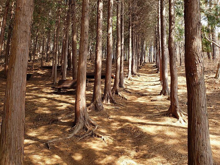 Benches and wooden beds next to rows of cypress trees