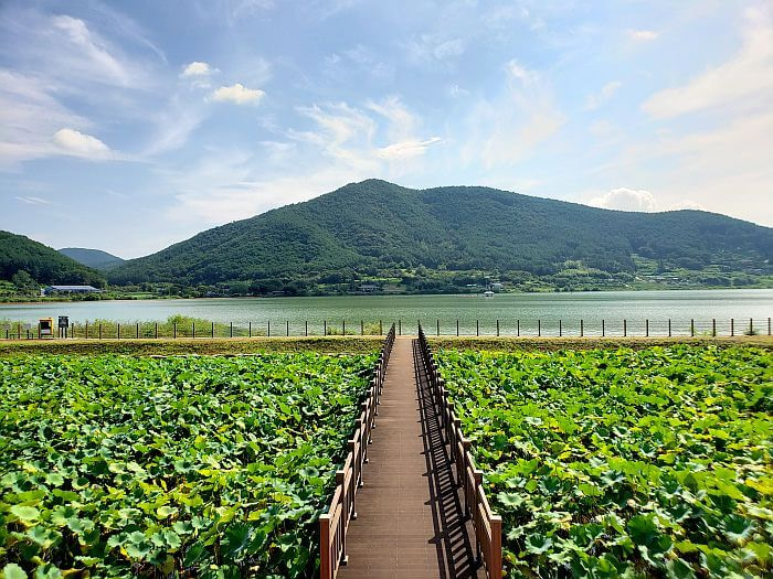 A wooden bridge cutting across a pond of lotus plants