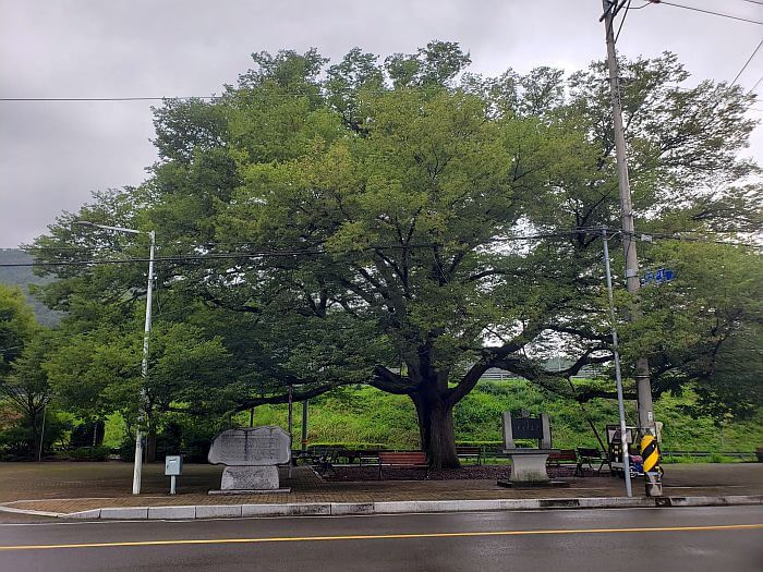 A 200 year old tree with long branches and full leaves