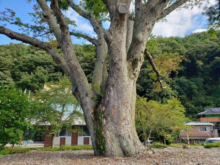A 215 year old tree in woodchips and gravel