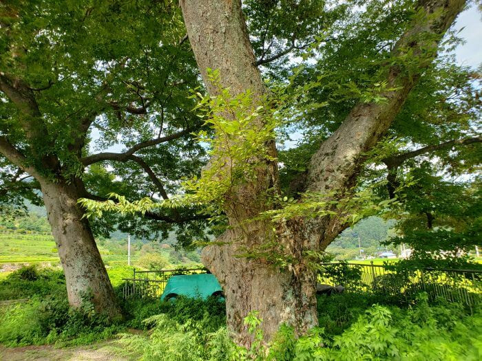 310 year old trees in tall grass
