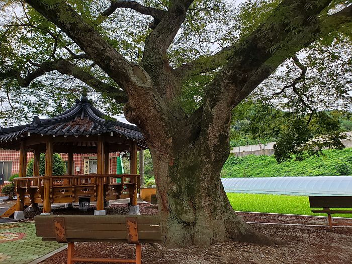 A 420 year old tree next to a gazebo with some green moss on the tree trunk