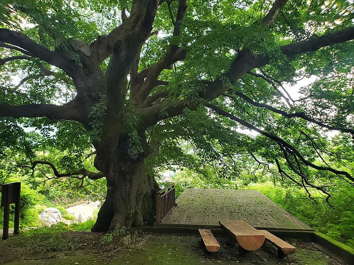 A 740 year old tree next to a picnic table and a wood deck