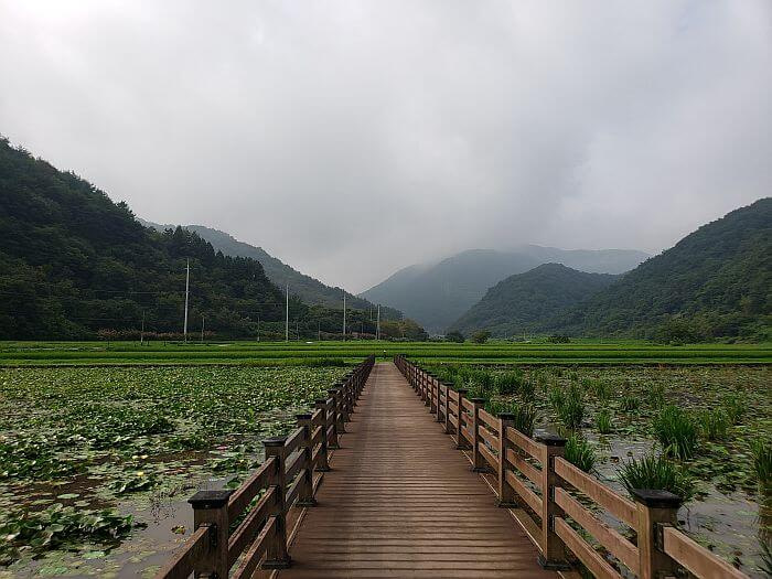 A boardwalk through a pond facing rice fields and mountains