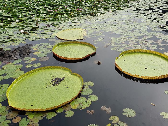 A group of giant lily pads with curled rims floating the surface of the water