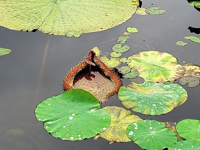 A spiky lily pad curled up