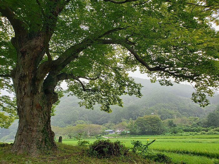 An old tree next to rice fields on a misty morning