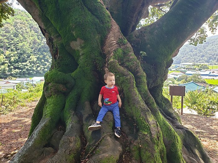 Noah sitting on a 550 year old tree with moss
