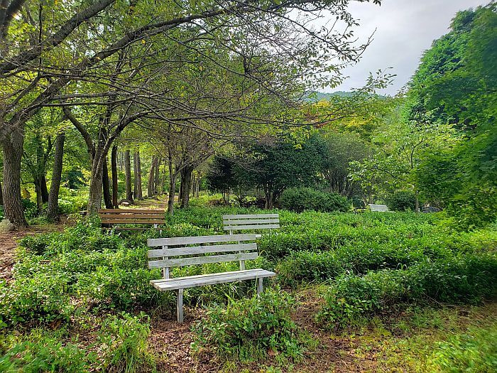 Benches along rows of green tea bushes and a path bordered by trees