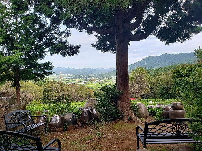 A tree growing next to green tea plants with benches and jars and pots around the tree with a nice view of the town below