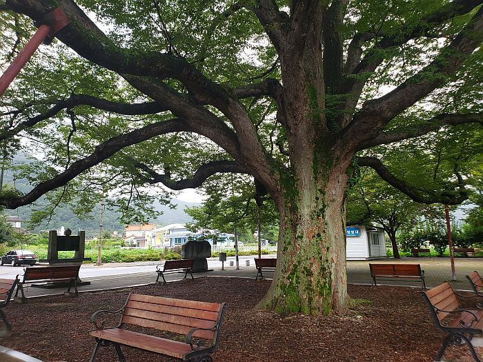 Benches on all sides of a strong and large 200 year old tree