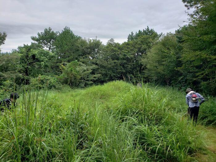 Burial mounds in an area with tall grass